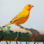 Saffron Finch