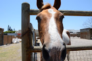 Some SPCA branches have Horse Care Units, where horses and ponies that have been abandoned or abused are nursed back to health before being re-homed.