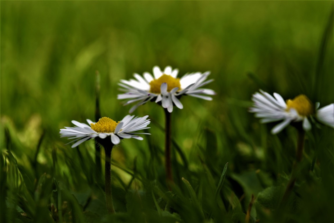 E' Primavera di sbrilla