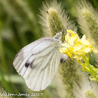 Green-veined White