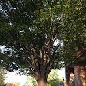 American Beech