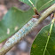 River Birch Dagger Moth