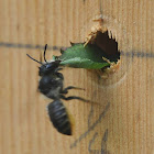 Leaf-cutter Bee