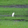 little egret