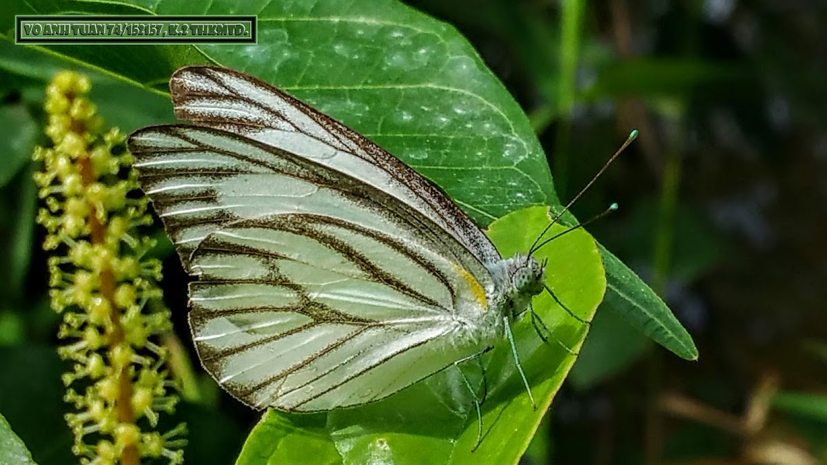 Striped albatross