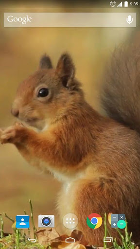 Red Squirrel Live Wallpaper