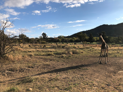 New & Improved Lions Park South Africa 2018