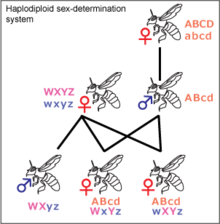 A diagram titles haplodiploid sex determination system shows a haploid male unfertilized offspring of a diploid female parent mating with a diploid female. Diploid offspring are female regardless of which alleles they have. Haploid offspring are male. 