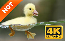 Duckling Hot Animals New Tabs HD Themes small promo image