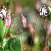 Bog Cranberry