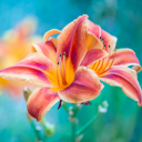 Two Blooming Orange-Red Lily Flowers