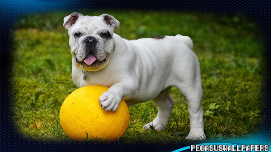 Free Bulldog Wallpaper APK for PC
