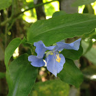 Commelina sp.