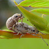 Oriental Broad-nosed Weevil