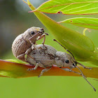 Oriental Broad-nosed Weevil