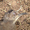 Curve-billed Thrasher