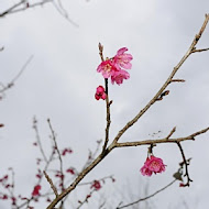 幾度咖啡莊園