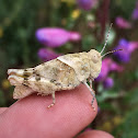 Grasshopper nymph