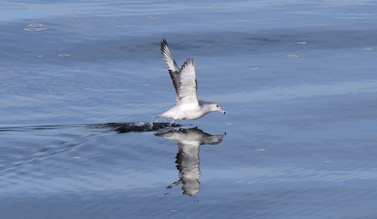 Petrel plateado