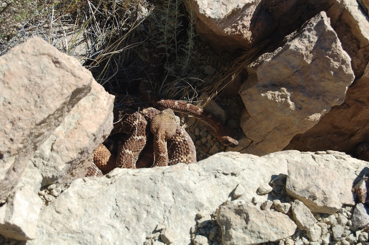 Western Diamondback Rattlesnake