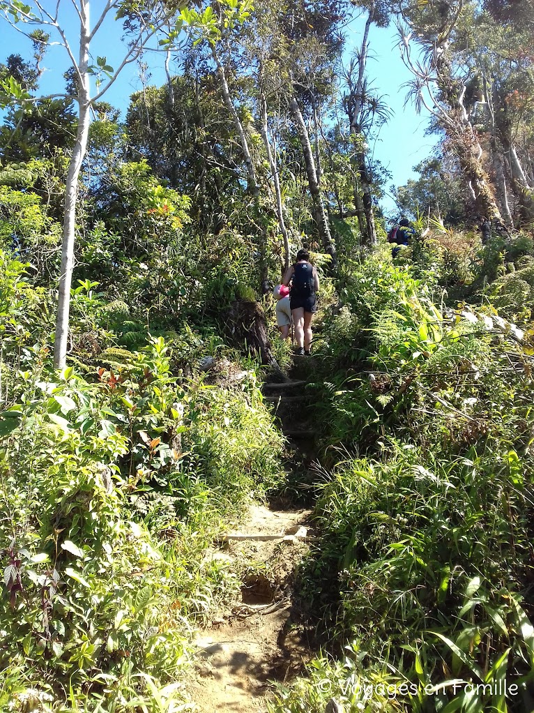 Trek, forêt - Pula