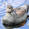 Gadwall (male)