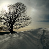 La quercia di Valbella di 