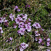 Wild Thyme