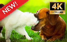 Cats & Dogs Wallpapers HD Cats & Dogs Themes small promo image