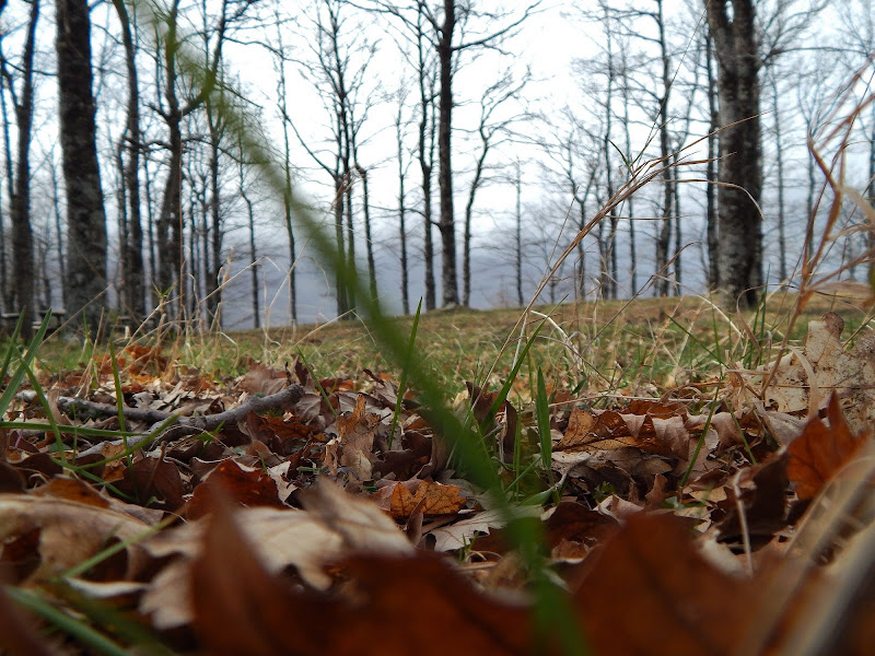 Il Bosco in Autunno di peppenyc