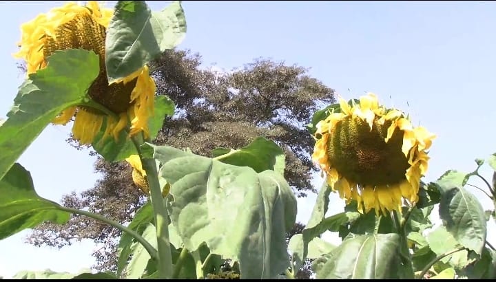 Locally grown sunflower in one of the farms