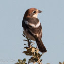 Woodchat Shrike; Alcaudón Real