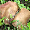 Tylopilus Mushrooms