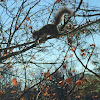 Eastern Gray Squirrel