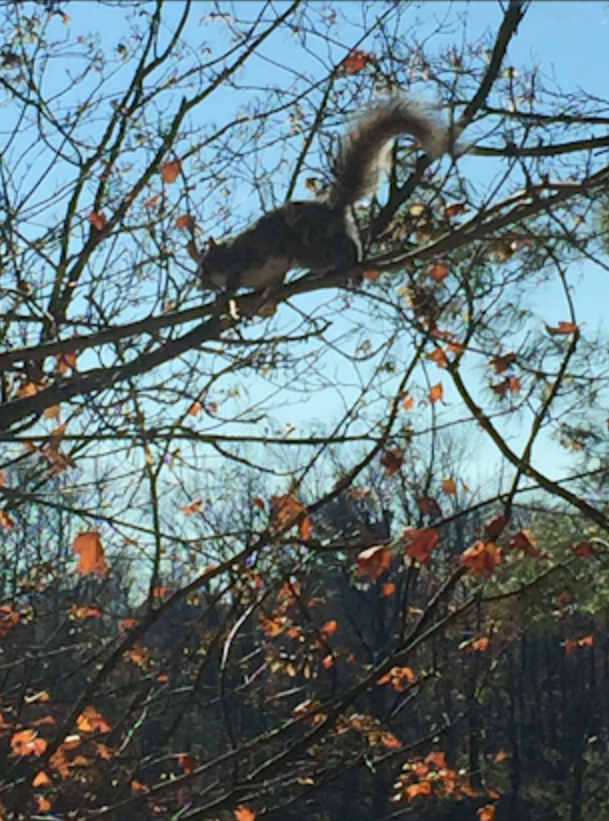 Eastern Gray Squirrel