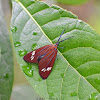 Drury's Jewel (male)