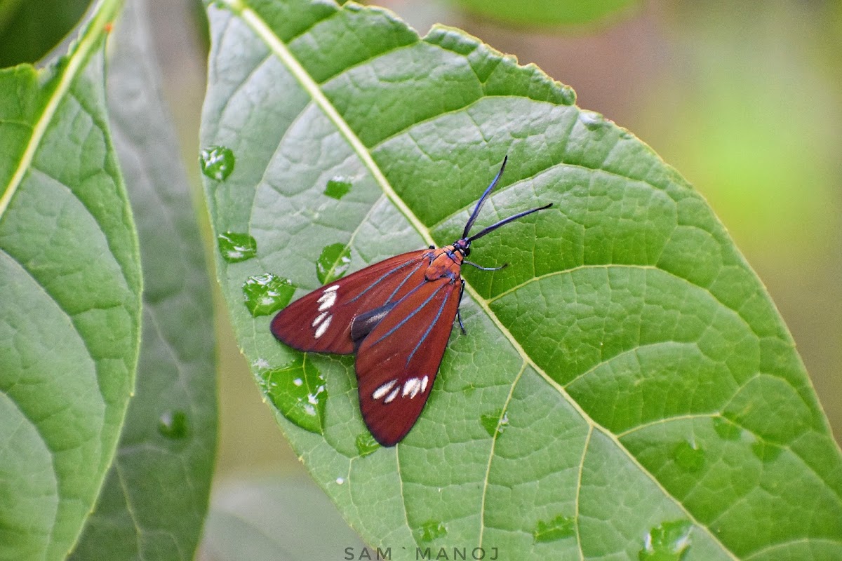 Drury's Jewel (male)