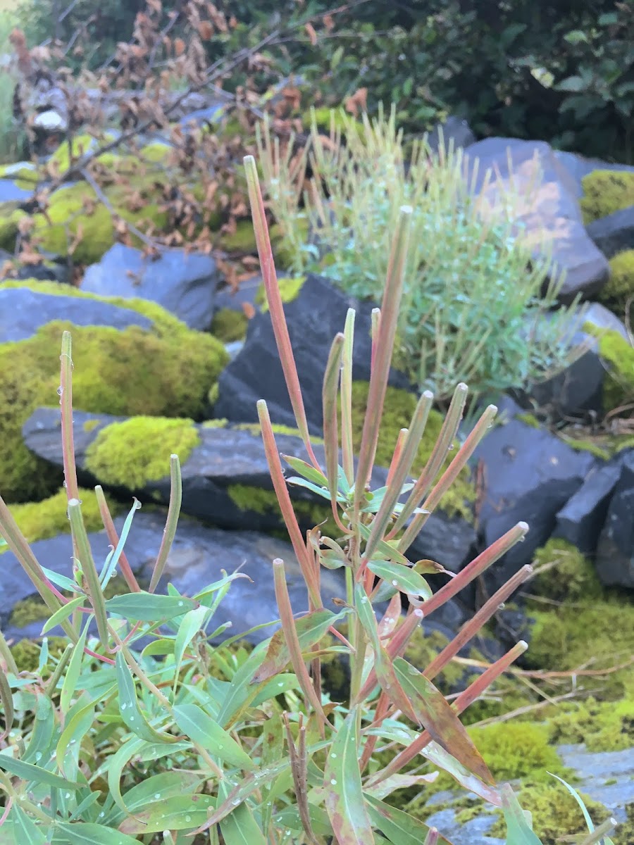 Dwarf Fireweed