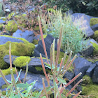 Dwarf Fireweed