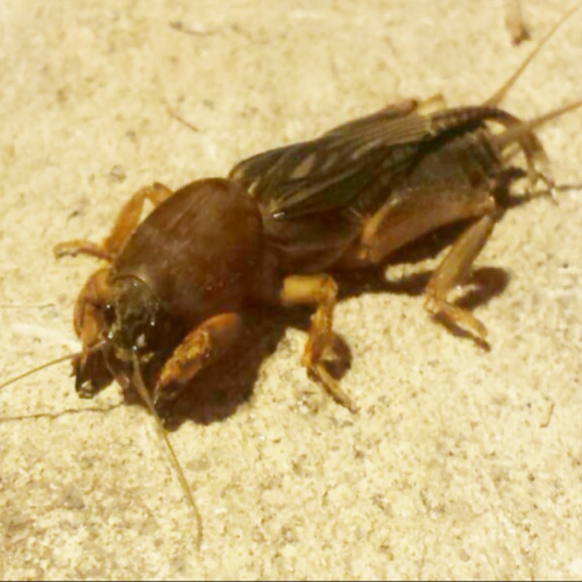 Northern Mole Cricket