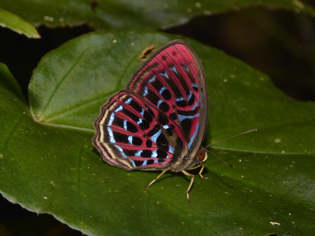 Malay Red Harlequin