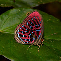 Malay Red Harlequin