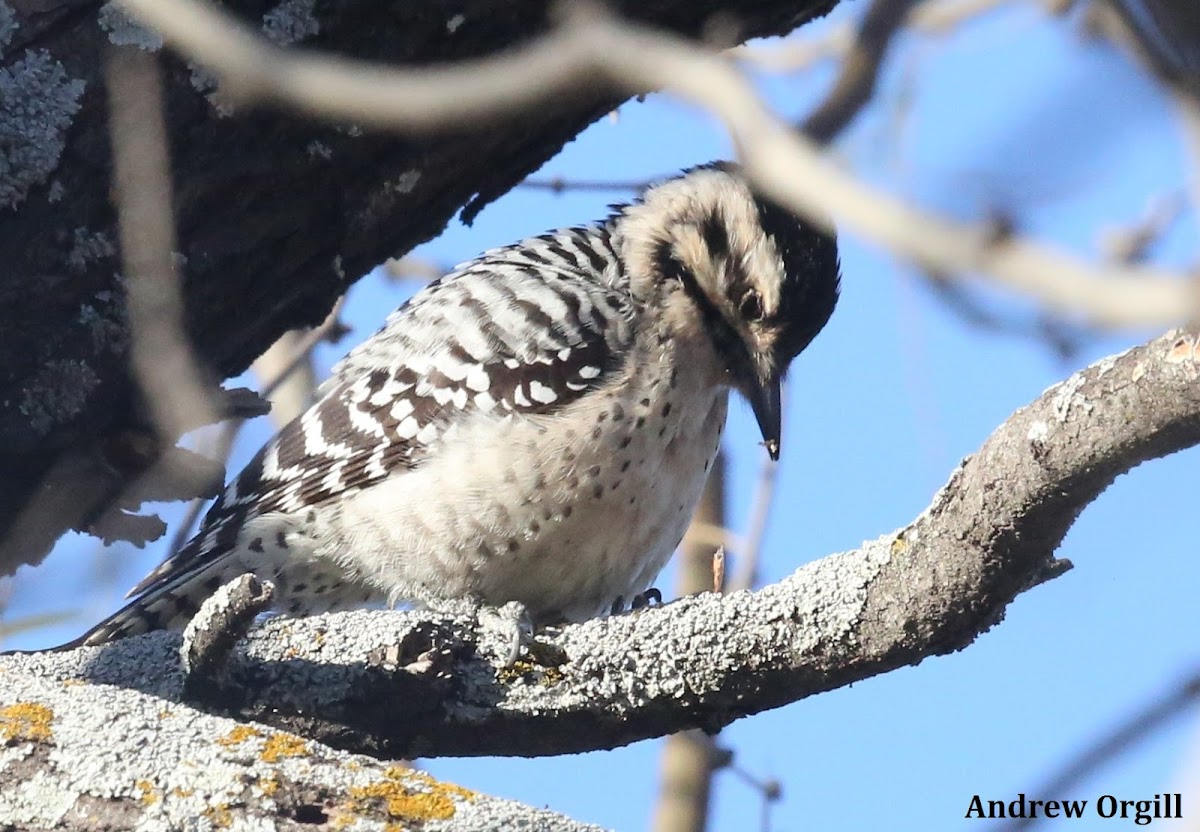 Ladder-backed Woodpecker