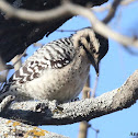 Ladder-backed Woodpecker