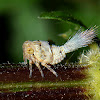 Nymph