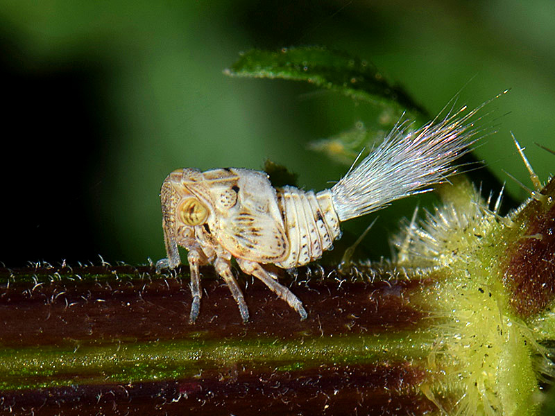 Nymph