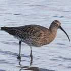 Curlew