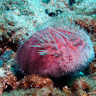 Heart sea urchin