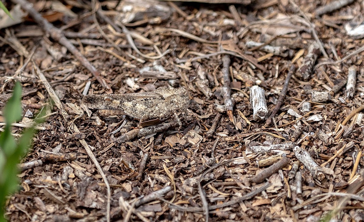 Ridgeback Grasshopper