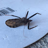 Wheel Bug